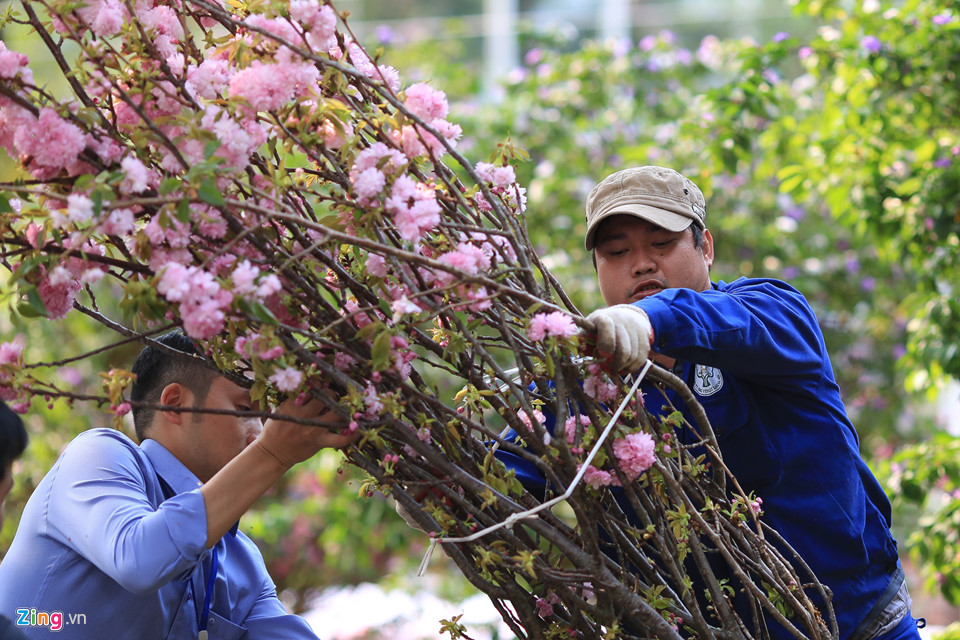 Hoa anh đào được bảo quản lạnh 10 độ C chờ ngày hội